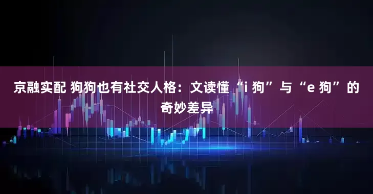 京融实配 狗狗也有社交人格：文读懂 “i 狗” 与 “e 狗” 的奇妙差异